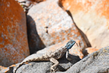Southern African Rock Agama in Robberg Nature Reserve | South Africa