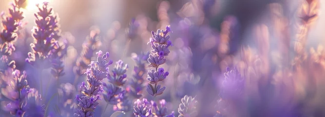 Fototapeten banner close-up purple flowers lavender, illuminated by the sun, blossom, concept summer © iloli