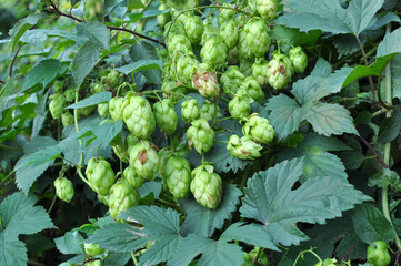 On the stem of the plant cones of hops