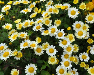 Fototapeta premium Autumn bloom of chrysanthemum