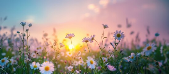 Obraz na płótnie Canvas banner field with daisies, petals illuminated by the sun, beautiful pink sunrise, sunset, blossom, concept spring, summer