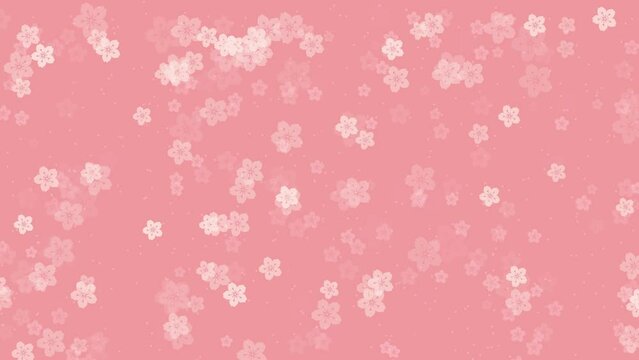 Abstract floral pattern motion background with animated sakura flowers cherry blossoms falling against peach pink backdrop. Simple pastel color video animation for oriental or springtime design.