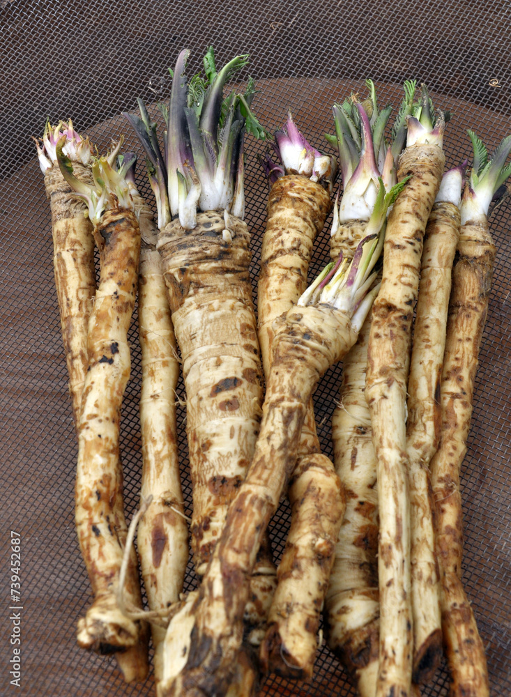 Canvas Prints fresh, dug horseradish root