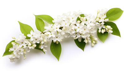 white lilac flowers isolated on white background