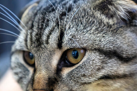 Closeup of a domestic shorthaired cat with yellow eyes