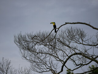 Panamanian colorful toucan on top of a tree in tropical forest