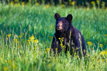 American Black Bear in Spring Flowers
