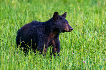 Black Bear in the Grass