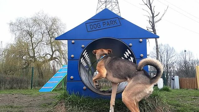 Dog runs through closed tunnel. Dog agility exercise. Young mongrel of medium size passes agility obstacle - crawl tunnel. Funny pooch ​​walks inside the pipe. Fun walk with pet. Slow motion.