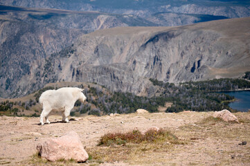 A mountain goat enjoying the view on the Beartooth Highway.