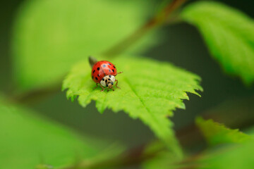 Red ladybug sitting on plant