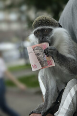 Portrait of cute monkey with banknote