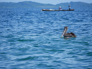 Fototapeta premium Pelican floating through the caribbean sea with a boat and the blue ocean as background in the San Blas archipelago in Panama
