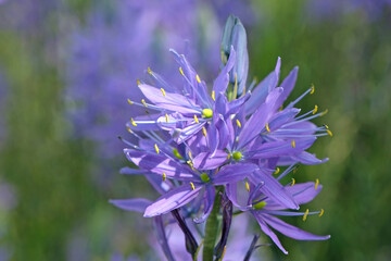 Blue, purple Camassia, also known as camas, quamash, or Indian hyacinth flower spikes in bloom.