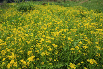 Fototapeta premium Water horseradish forest (Rorippa sylvestris) grows in nature