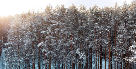 The sun rises over the pine forest, illuminating the tops. Snowing. Pine branches in the snow. View from above. Winter forest landscape.