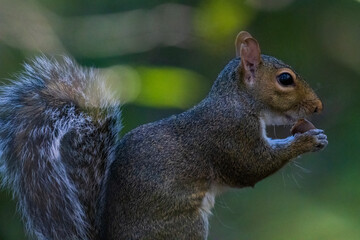 squirrel in the park