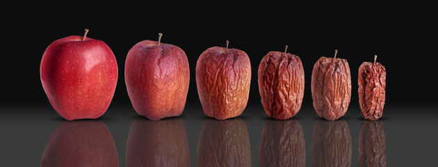 Life Cycle Biology and Aging Process as a new fresh ripe red apple decomposing and getting old and...