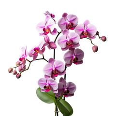 purple orchid isolated