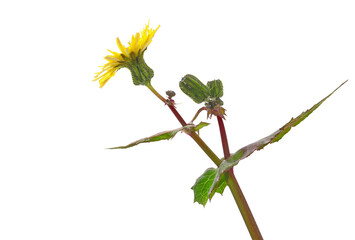 Dandelion fresh yellow flowers with stem an bud isolated on white, clipping