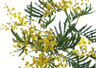 Mimosa branch, Acacia dealbata, isolated on white