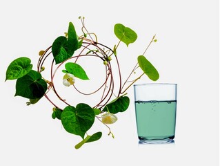 In the picture there is a type of weed with brown stalks, green leaves, white flowers, and leaves with a beautiful heart-shaped shape. It is a creeping plant with beautiful colors.