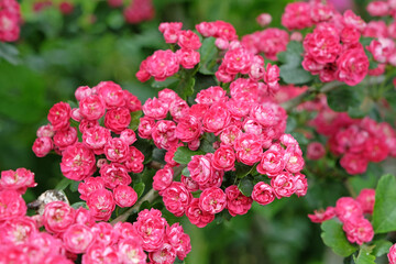 Bright pink English Hawthorn 'PaulÕs Scarlet' in flower.