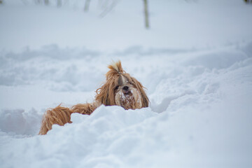  shih tzu dog lies in the snow in winter