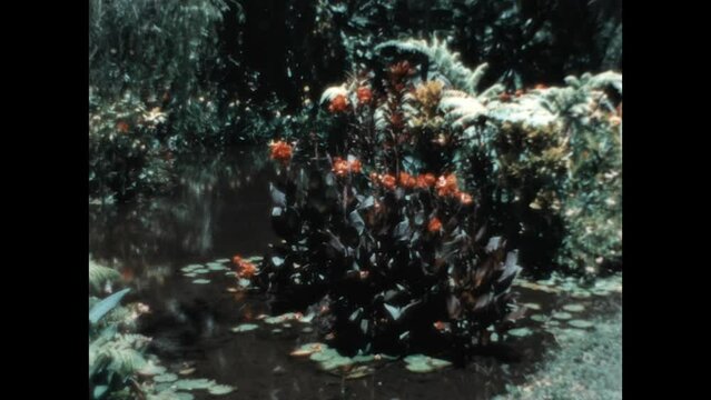 Tropical Pond 1971 - Tropical plants bloom around a pond on the island of Tahiti, in French Polynesia, 1971.