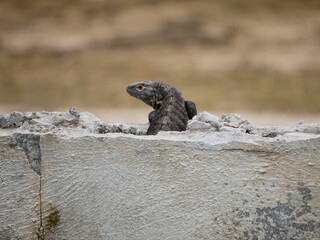 Large lizard in concrete structure. Panama island photo