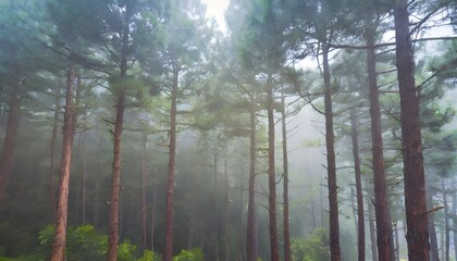 Misty pine forest background, vintage colored, concept nature, natural wallpaper