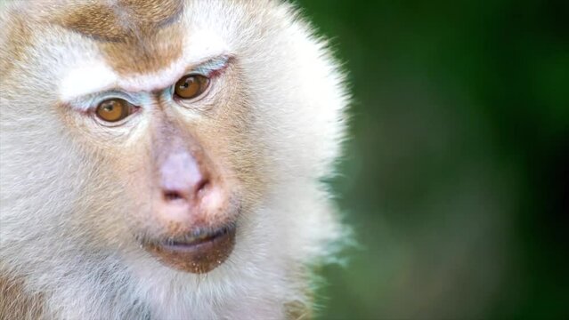 A close up of a monkey