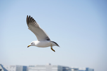 갈매기 날개짓 다리