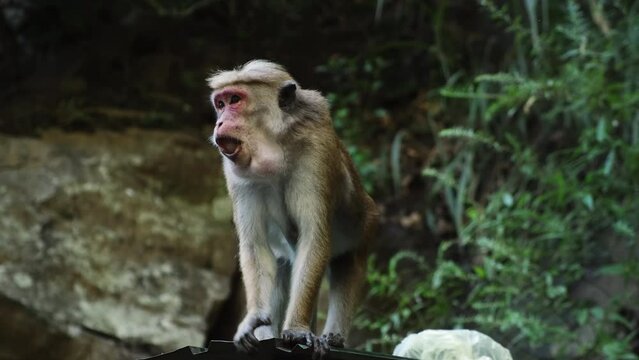Wild monkey macaca sinica eating fruits in rainforest in Sri Lanka.