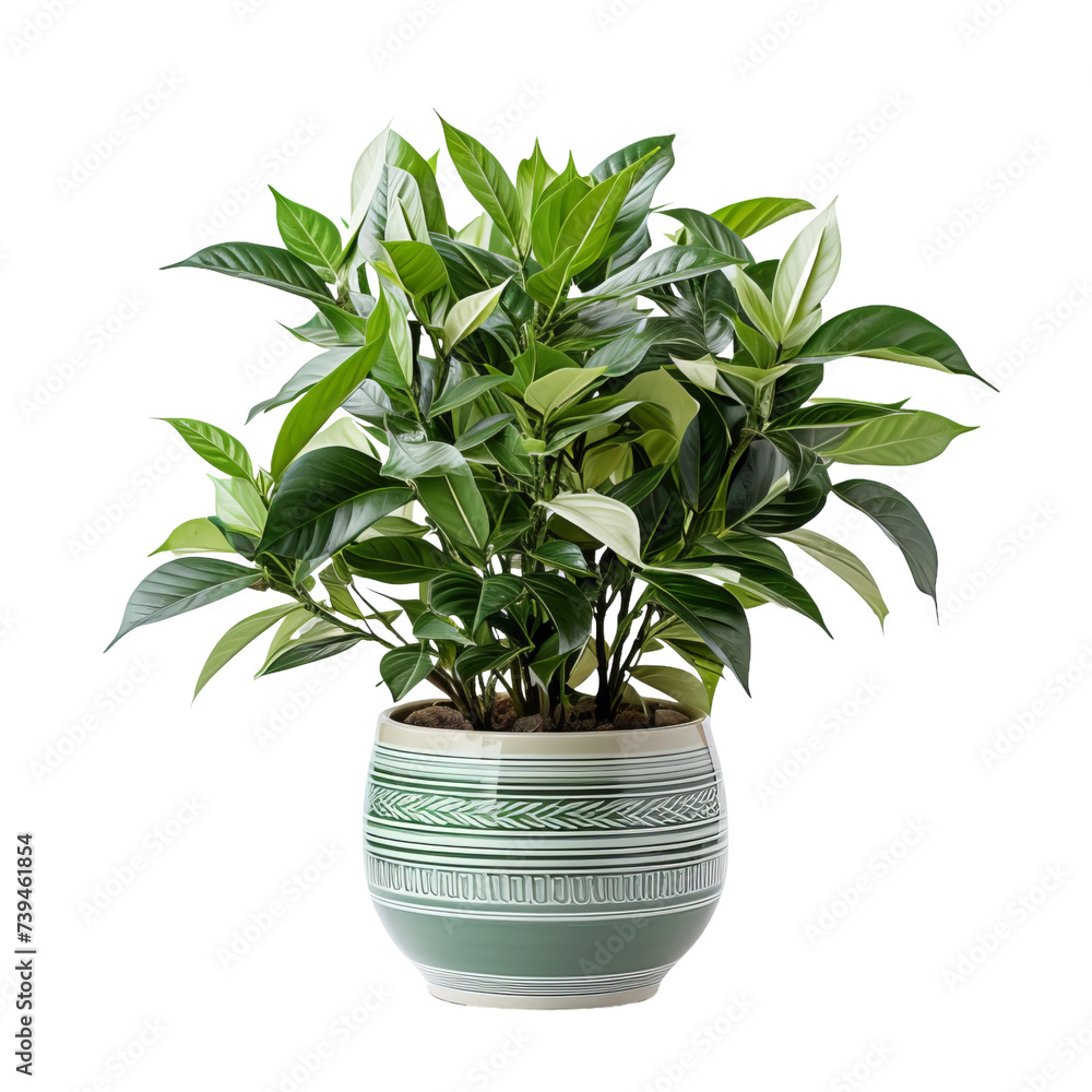 Wall mural flower in pot on white background