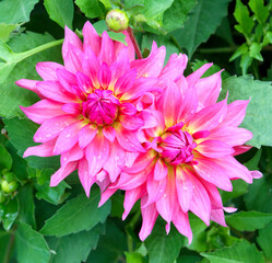 Dahlia flowers
