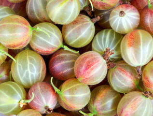  Ripe gooseberries. Red Berry.