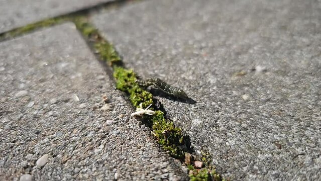 video of a small caterpillar