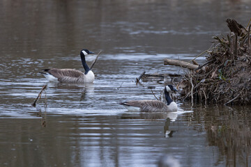 Geese on the River at Sunset