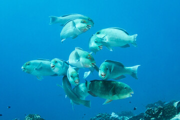 Fototapeta premium Parrotfish, reef life, French Polynesia