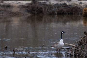 Geese on the River at Sunset