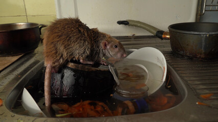Dirty pan, vegetable peelings in a kitchen sink, gray rat , a littered water pipe.