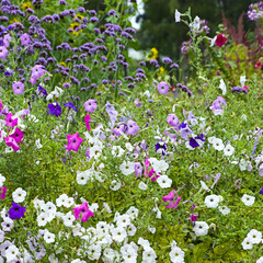 Obraz na płótnie Canvas Colorful petunia flowers close up.