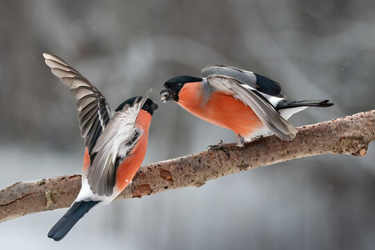 Rival bullfinch with wings spread on a branch