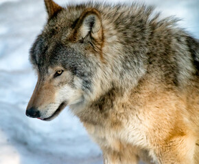 Portrait of a beautiful Eastern timber wolf (Canis lycaon, Canis lupus lycaon[or Canis rufus lycaon) in winter.  