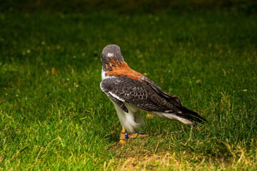 A falcon on the meadow in the park.