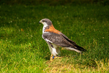 A falcon on the meadow in the park.
