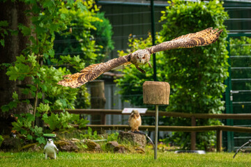 An owl in flight in the wildlife enclosure.