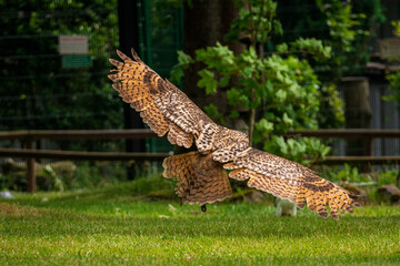 An owl in flight in the wildlife enclosure.