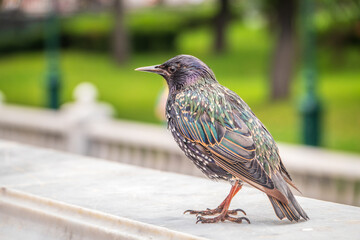 The common starling or Sturnus vulgaris or the European starling. Sitting on the fence in the garden in springtime.